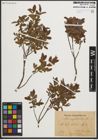 Foto von Salix myrtilloides L.